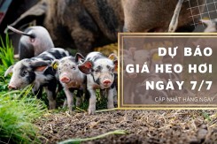 Dự báo giá heo hơi ngày 7/7: Thị trường sẽ đạt đỉnh mới?