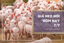 Giá heo hơi hôm nay 7/7: Từ 59.000 đồng/kg đến 67.000 đồng/kg
