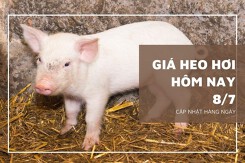 Giá heo hơi hôm nay 8/7: Tăng rải rác 1.000 đồng/kg