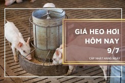 Giá heo hơi hôm nay 9/7: Thị trường tiếp đà tăng trong tuần tới?