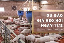 Dự báo giá heo hơi ngày 11/8: Tiếp tục tăng?