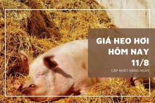 Giá heo hơi hôm nay 11/8: Đảo chiều giảm ở nhiều địa phương