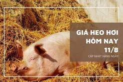 Giá heo hơi hôm nay 11/8: Đảo chiều giảm ở nhiều địa phương