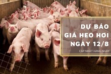 Dự báo giá heo hơi ngày 12/8: Xu hướng giảm tiếp tục duy trì tại nhiều địa phương?