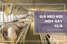Giá heo hơi hôm nay 12/8: Giảm 1.000 đồng/kg, cao nhất 63.000 đồng/kg