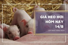 Giá heo hơi hôm nay 14/8: Ổn định, cao nhất 63.000 đồng/kg