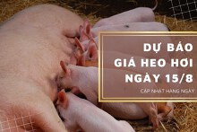 Dự báo giá heo hơi ngày 15/8: Thị trường biến động trái chiều?