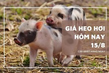Giá heo hơi hôm nay 15/8: Giảm từ 1.000 đồng/kg đến 2.000 đồng/kg