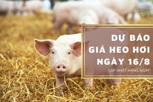 Dự báo giá heo hơi ngày 16/8: Xu hướng giảm vẫn diễn ra tại các địa phương?