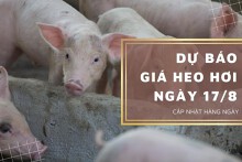 Dự báo giá heo hơi ngày 17/8: Tiếp tục điều chỉnh giảm?