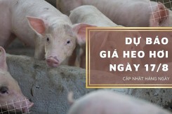 Dự báo giá heo hơi ngày 17/8: Tiếp tục điều chỉnh giảm?