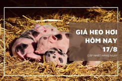 Giá heo hơi hôm nay 17/8: Giảm rải rác ở một số địa phương phía Nam