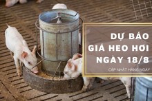 Dự báo giá heo hơi ngày 18/8: Các địa phương tiếp đà giảm nhẹ?