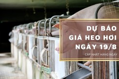 Dự báo giá heo hơi ngày 19/8: Thị trường điều chỉnh giảm?