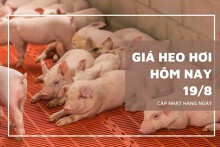 Giá heo hơi hôm nay 19/8: Giảm rải rác 1.000 đồng/kg ở một vài địa phương