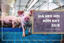 Giá heo hơi hôm nay 20/8: Tiếp tục giảm trên diện rộng trong tuần tới?