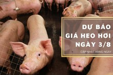 Dự báo giá heo hơi ngày 3/8: Duy trì xu hướng giảm?