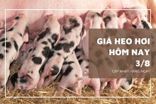 Giá heo hơi hôm nay 3/8: Tăng giảm trái chiều 1.000 đồng/kg
