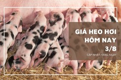Giá heo hơi hôm nay 3/8: Tăng giảm trái chiều 1.000 đồng/kg