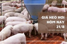 Giá heo hơi hôm nay 21/8: Ổn định, thấp nhất 56.000 đồng/kg