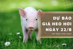 Dự báo giá heo hơi ngày 22/8: Các địa phương tiếp tục đi xuống?