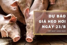 Dự báo giá heo hơi ngày 23/8: Xu hướng giảm vẫn còn tiếp tục?