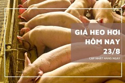 Giá heo hơi hôm nay 23/8: Giảm nhẹ 1.000 đồng/kg