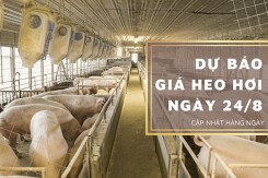 Dự báo giá heo hơi ngày 24/8: Thị trường vẫn chưa dứt đà giảm?
