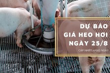 Dự báo giá heo hơi ngày 25/8: Tiếp tục giảm trên diện rộng?