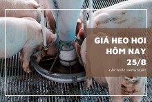 Giá heo hơi hôm nay 25/8: Tiếp đà giảm tại nhiều địa phương trên cả nước