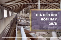 Giá heo hơi hôm nay 28/8: Ổn định, cao nhất 59.000 đồng/kg