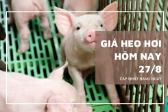 Giá heo hơi hôm nay 27/8: Đà giảm vẫn chưa chấm dứt trong tuần tới?