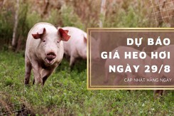 Dự báo giá heo hơi ngày 29/8: Tiếp tục giảm ở ba miền?