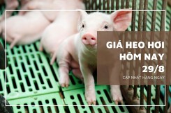 Giá heo hơi hôm nay 29/8: Giảm từ 1.000 đồng/kg đến 2.000 đồng/kg