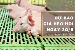 Dự báo giá heo hơi ngày 30/8: Thị trường tiếp đà lao dốc?