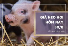 Giá heo hơi hôm nay 30/8: Giảm 1.000 đồng/kg, thấp nhất 55.000 đồng/kg