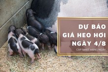 Dự báo giá heo hơi ngày 4/8: Thị trường tiếp đà lao dốc?