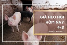Giá heo hơi hôm nay 4/8: Đi ngang trên diện rộng