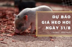 Dự báo giá heo hơi ngày 31/8: Đà giảm vẫn tiếp tục?