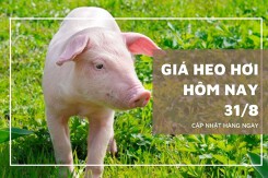 Giá heo hơi hôm nay 31/8: Tiếp đà giảm thêm 1.000 đồng/kg ở một vài nơi