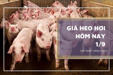 Giá heo hơi hôm nay 1/9: Ổn định, cao nhất 58.000 đồng/kg