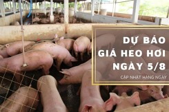 Dự báo giá heo hơi ngày 5/8: Thị trường duy trì giảm?