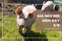 Giá heo hơi hôm nay 5/8: Biến động trái chiều ở cả ba miền