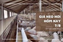 Giá heo hơi hôm nay 7/8:Thấp nhất 57.000 đồng/kg