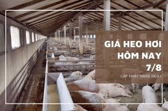 Giá heo hơi hôm nay 7/8:Thấp nhất 57.000 đồng/kg
