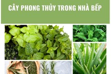 Top 10 cây phong thủy trong nhà bếp mang đến tài lộc