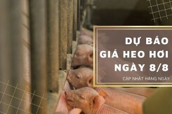 Dự báo giá heo hơi ngày 8/8: Tiếp đà đi xuống tại nhiều tỉnh thành?