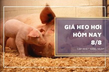 Giá heo hơi hôm nay 8/8: Thị trường chuyển biến tích cực