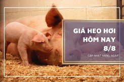 Giá heo hơi hôm nay 8/8: Thị trường chuyển biến tích cực