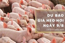 Dự báo giá heo hơi ngày 9/8: Tiếp tục tăng tại nhiều địa phương?